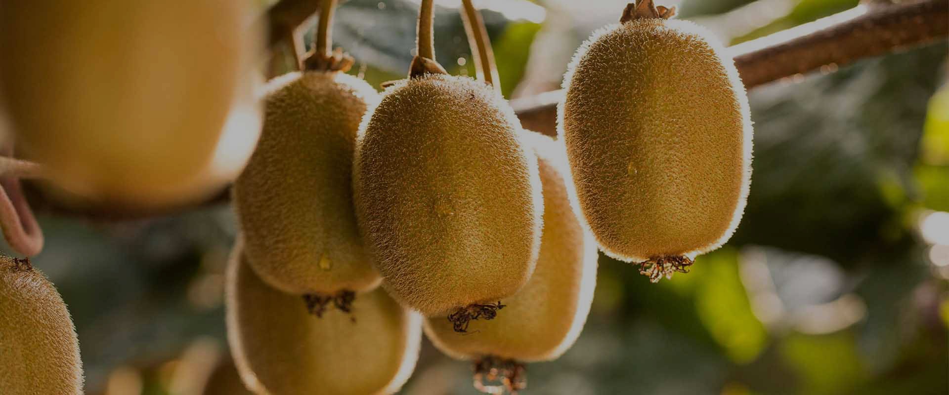 Prisma SASE simplifies and enhances security for Zespri